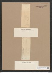 Pleurosigma plagiostoma Grun. (de-Toni-Nr.: Genus 13, Species 1067) Zeichnungen Sammlung Grunow Nr. 1926 (NHMW-BOT-W0369055)